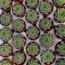 ECHEVERIA FABIOLA, image , 2 image