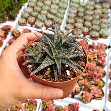 ALOE DESCOINGSII (CITES APPENDIX I), image , 2 image