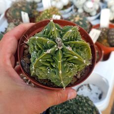 ASTROPHYTUM MYRIOSTIGMA FUKURYU TYPE B, image 