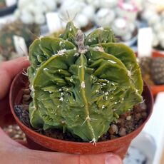 ASTROPHYTUM MYRIOSTIGMA FUKURYU TYPE B, image , 2 image