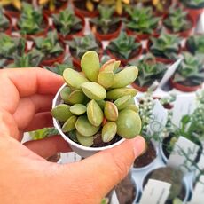 ADROMISCHUS UMBRATICOLA SSP. UMBRATICOLA, image 