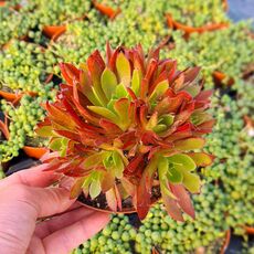 AEONIUM BLACK MAGIC, image 