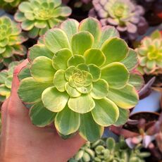 AEONIUM FIESTA, image 