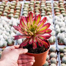 AEONIUM FIRECRACKER VARIEGATA, image 