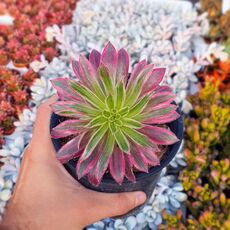 AEONIUM FIRECRACKER VARIEGATA, image 