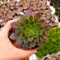 AEONIUM HALOWEEN VARIEGATA, image 