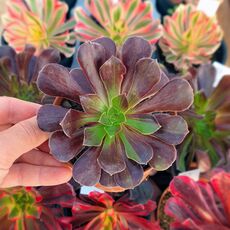 AEONIUM INK PAINTING, image 