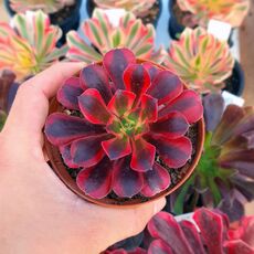 AEONIUM MEDUSA, image 