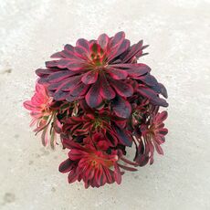 AEONIUM MEDUSA, image 