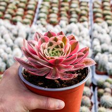 AEONIUM PINK WITCH, image 