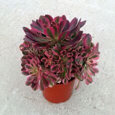 AEONIUM PINK WITCH, image 