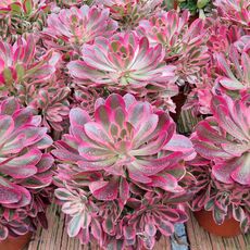 AEONIUM PINK WITCH, image _ab__is.image_number.default