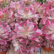 AEONIUM PINK WITCH, image , 2 image