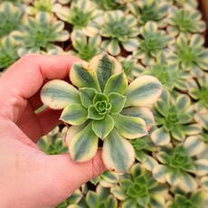 AEONIUM SUNBURST, image , 2 image