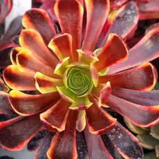 AEONIUM SUPER BANG, image , 2 image