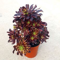 AEONIUM SUPER BANG, image 