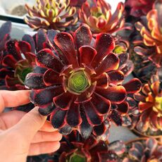 AEONIUM SUPER BANG, image 