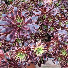 AEONIUM SUPER BANG, image , 2 image