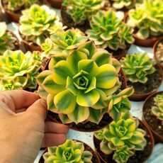AEONIUM FLORESENS, image 