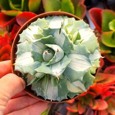 AGAVE POTATORUM VAR. VERSCHAFFELTII SHOJI- RAIJIN CV. MEDIOPICTA, image 