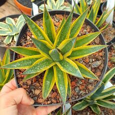 AGAVE SUN GLOW VARIEGATA, image 