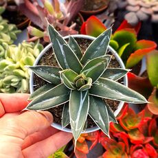 AGAVE VICTORIAE-REGINAE, image 
