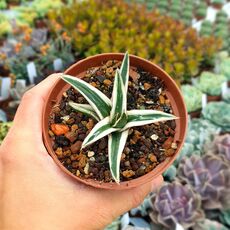 AGAVE WHITE RHINO, image 