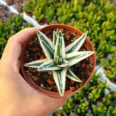 AGAVE WHITE RHINO, image 
