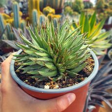 AGAVE FILIFERA F. CRISTATA, image 