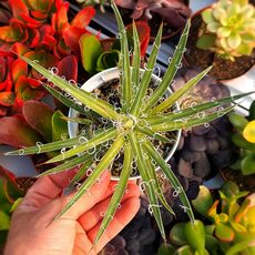 AGAVE GEMINIFLORA, image 