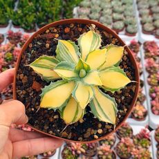 AGAVE ISTHMENSIS VARIEGATA, image 