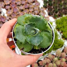 AGAVE POTATORUM V. JAPAN, image , 2 image