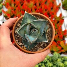 AGAVE PUMILA, image 