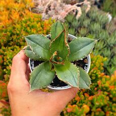 AGAVE TITANOTA, image 