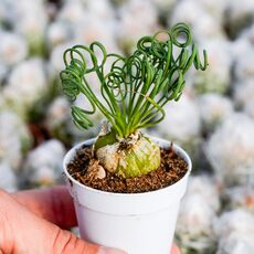 ALBUCA SPIRALIS, image 