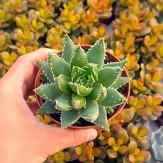 ALOE BREVIFOLIA, image 