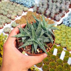 ALOE DESCOINGSII (CITES APPENDIX I), image 