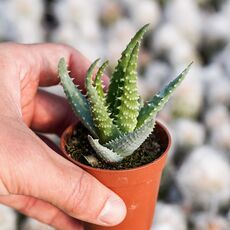 ALOE HUMILIS, image , 3 image