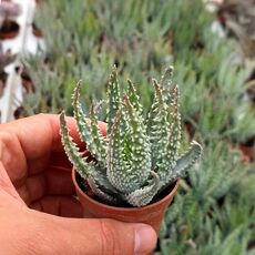 ALOE HUMILIS, image 