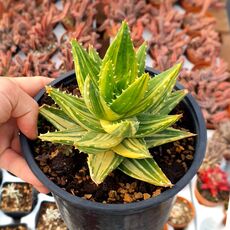 ALOE MITRIFORMIS VARIEGATA, image 