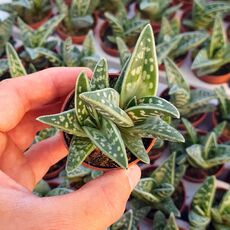 ALOE VARIEGATA, image 