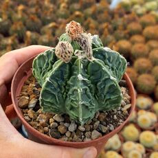 ASTROPHYTUM MYRIOSTIGMA NUDUM FUKURYU, image 