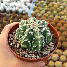 ASTROPHYTUM MYRIOSTIGMA FUKURYU TYPE B, image 