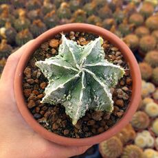 ASTROPHYTUM MYRIOSTIGMA FUKURYU, image 