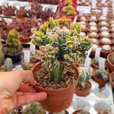 ASTROPHYTUM MYRIOSTIGMA CV. HAKUUN FUKURYU, image _ab__is.image_number.default