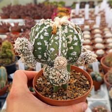 ASTROPHYTUM MYRIOSTIGMA CV. HAKUUN FUKURYU, image _ab__is.image_number.default