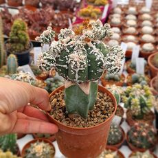 ASTROPHYTUM MYRIOSTIGMA CV. HAKUUN FUKURYU, image 