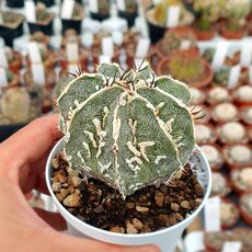 ASTROPHYTUM MYRIOSTIGMA FUJIYAMA AKWO, image , 2 image