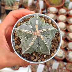 ASTROPHYTUM MYRIOSTIGMA FUKURYU HANNYA, image 