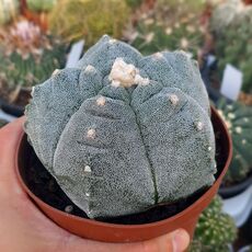ASTROPHYTUM MYRIOSTIGMA KIKKO, image , 2 image